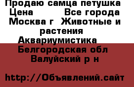 Продаю самца петушка › Цена ­ 700 - Все города, Москва г. Животные и растения » Аквариумистика   . Белгородская обл.,Валуйский р-н